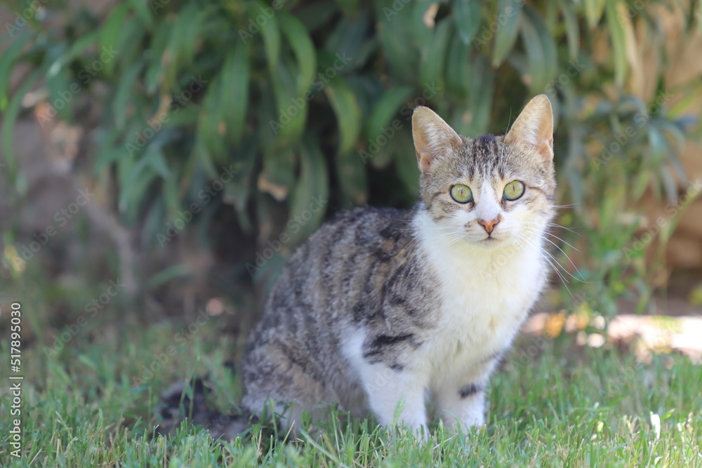 cat on grass