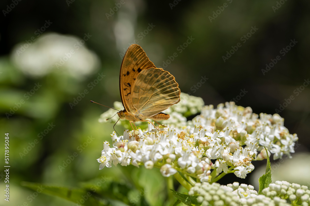 Fototapeta premium Fighter butterfly (Argynnis paphia) on plant