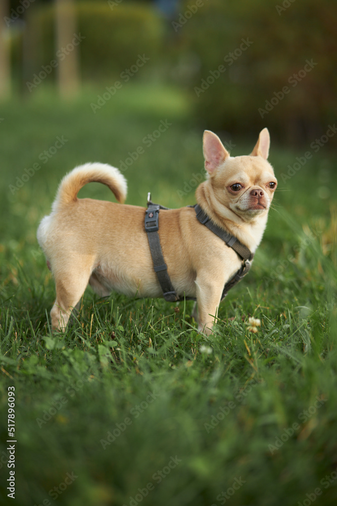 chihuahua walks on the green grass. Red smooth-haired dog of the Chihuahua breed walks and sits on the green grass in summer. Close-up portrait of a chihuahua
chihuahua walks on the green grass. Red smooth-haired dog of the Chihuahua breed walks and sits on the green grass in summer. Close-up portrait of a chihuahua