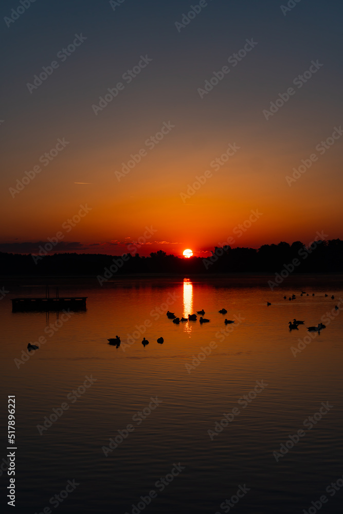 lots of ducks swimming in a lake (Chiemsee, Germany) while a mysterious sunrise, forest as a silhouette