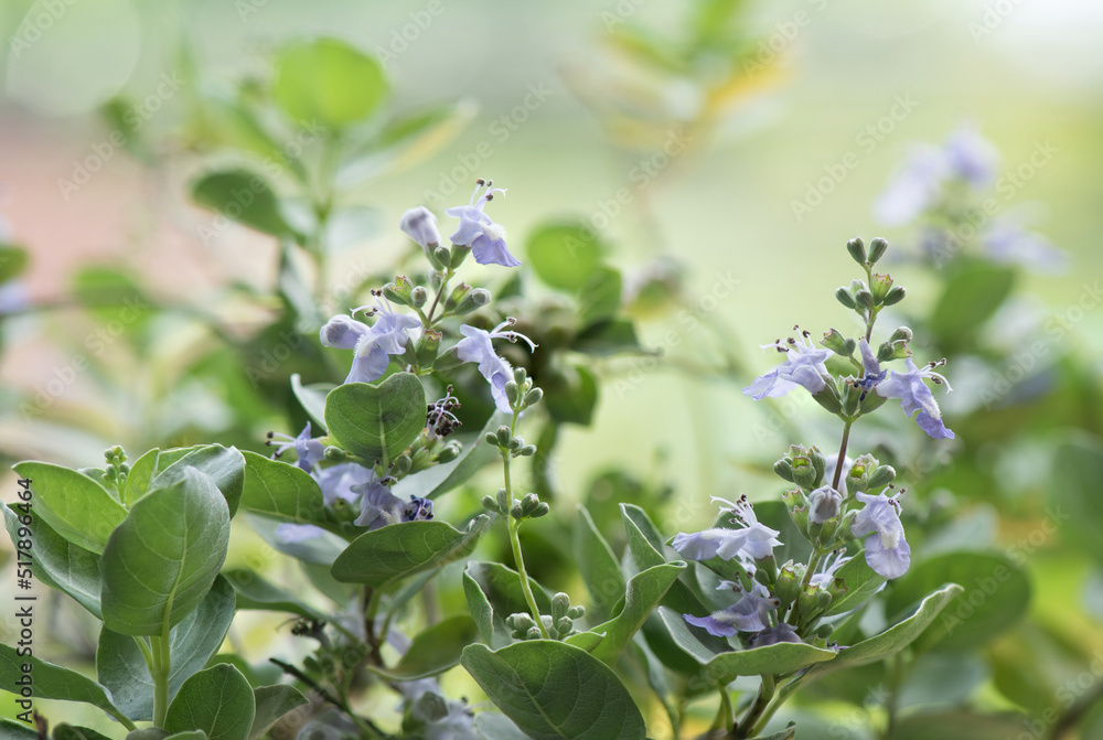 Vitex rotundifolia flowers on nature background. Vitex rotundifolia flowers on nature background.