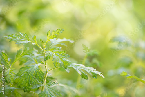 Fototapeta Naklejka Na Ścianę i Meble -  Mugwort branch green leaves on nature background.