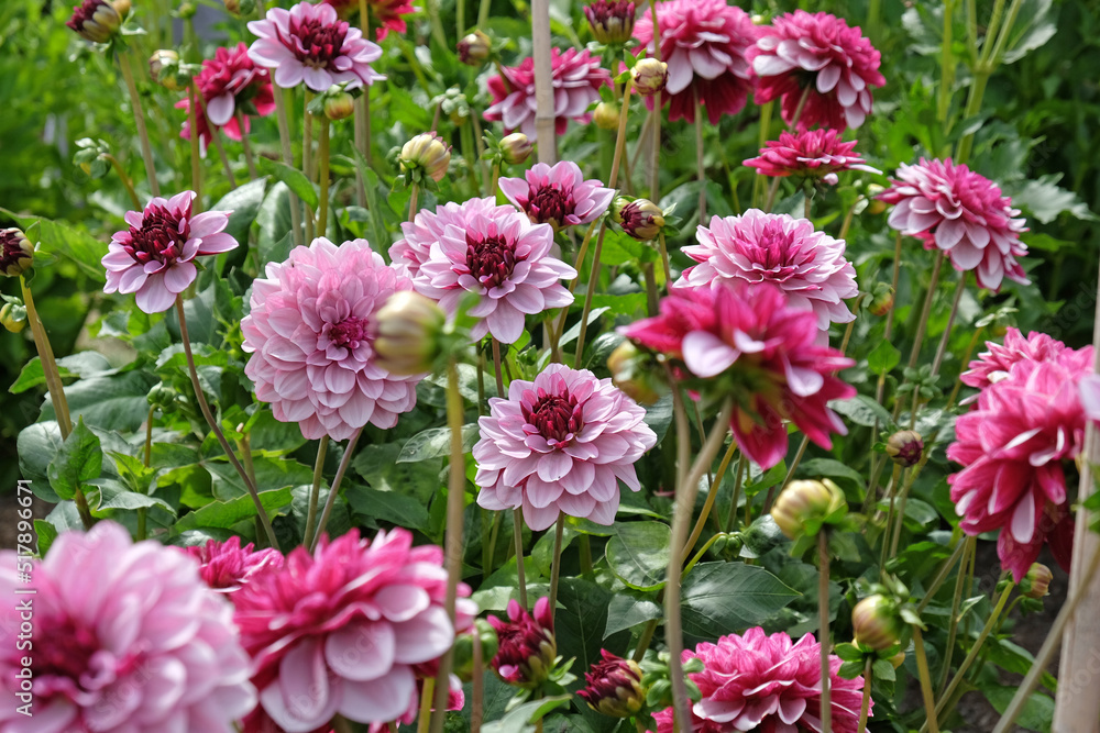 Obraz premium Dahlia 'Creme de Cassis' in flower.