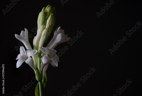 White Tuberose flowers on black background. photo