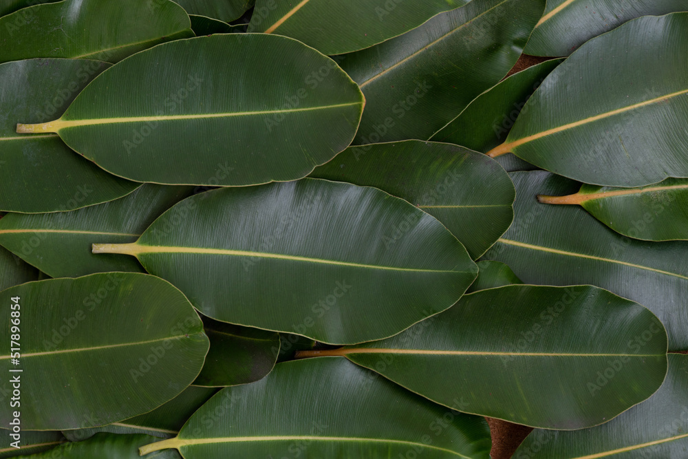 Obraz premium Alexandrian laurel or Calophyllum inophyllum leaves on nature background.top view.