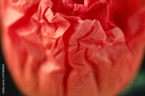 Macro nature, red poppy flower petal texture close up, abscract color background photo