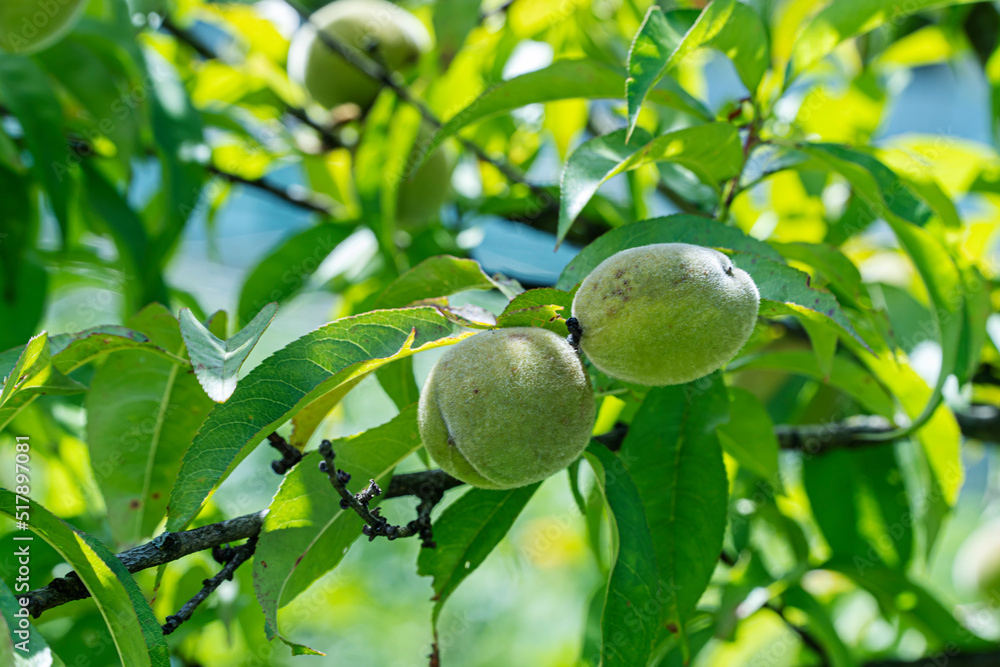 Young fresh green peaches, and green leaves on the tree , beautiful open background