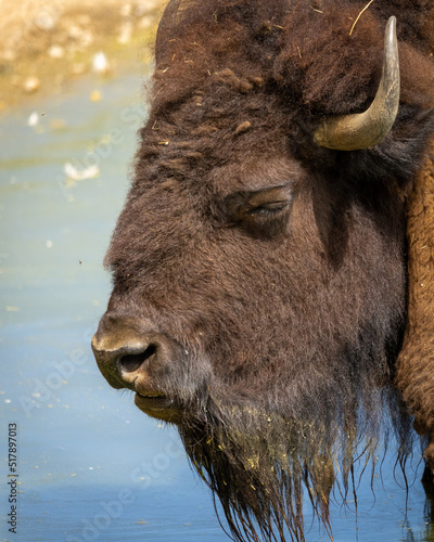 Dumny łeb bizona amerykańskiego  © Tom