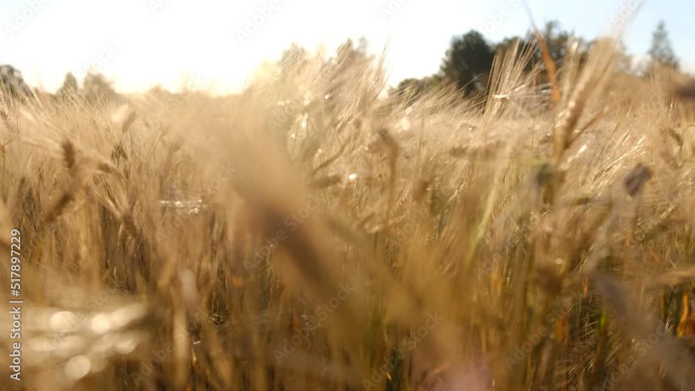 Morning Sunrise Shine Through Wheat Ears on Field. Close-up Macro 4K Morning Sunrise Shine Through Wheat Ears on Field. Close-up Macro 4K