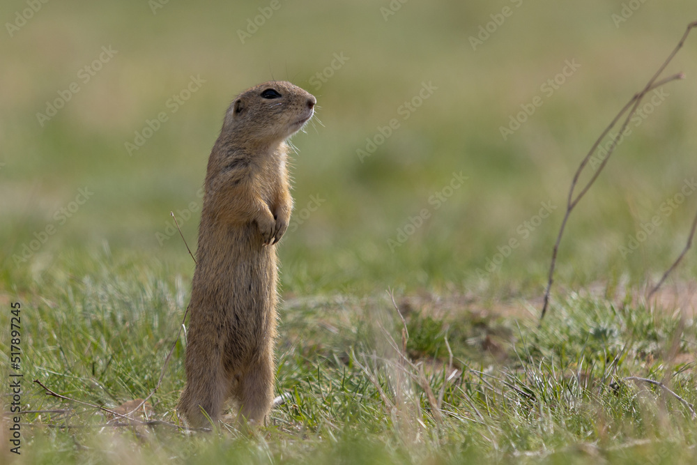 Fototapeta premium Mały suseł wypatruje niebezpieczeństwa
