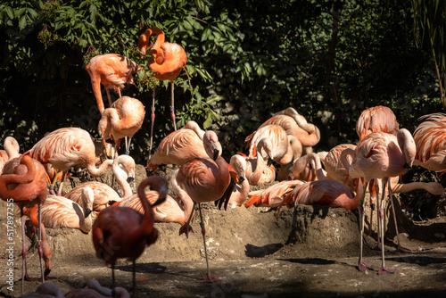 Stado różowych flamingów zajęte sobą © Tom