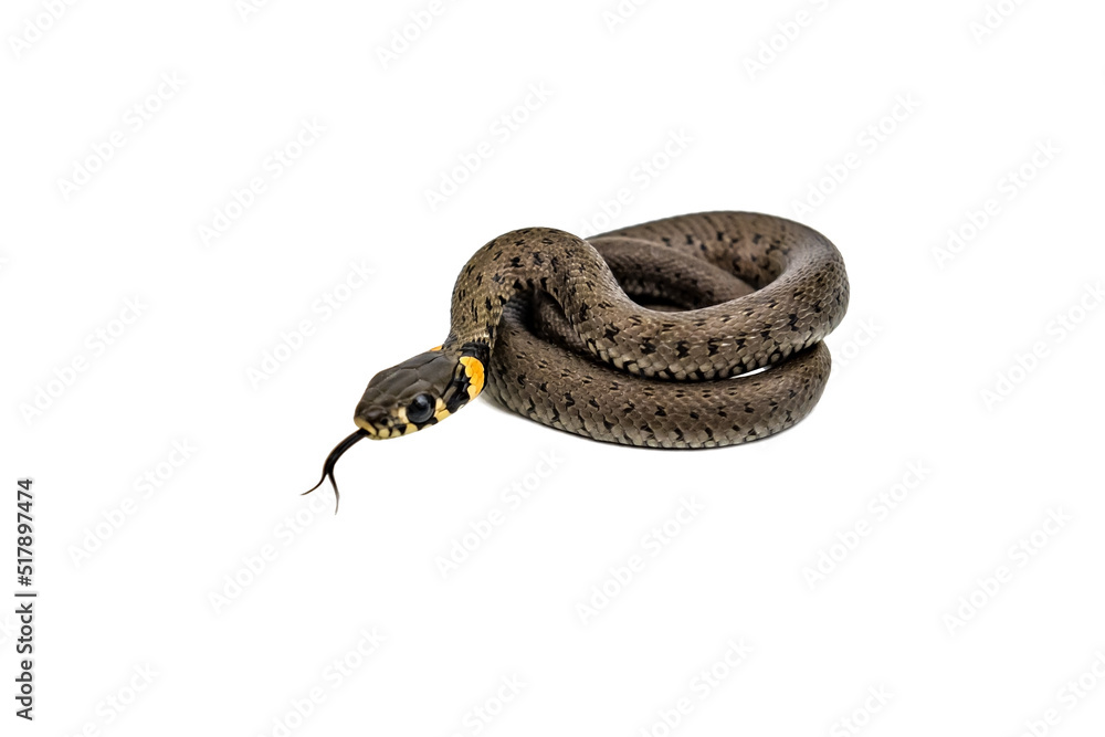 Obraz premium Young snake on white background