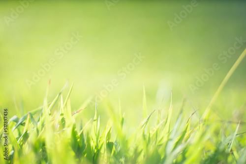 Blur image of green grass with light.