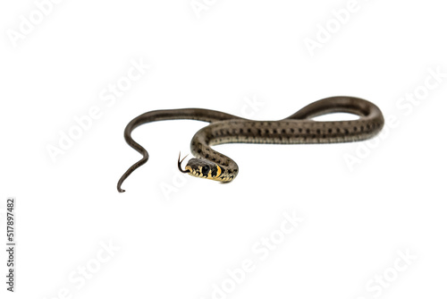 Young snake on white background