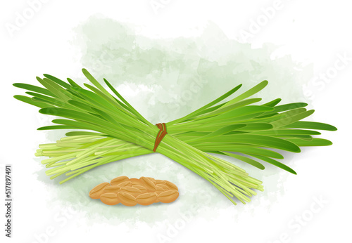 Wheatgrass sprouted  leaves vector illustration with wheat seeds
