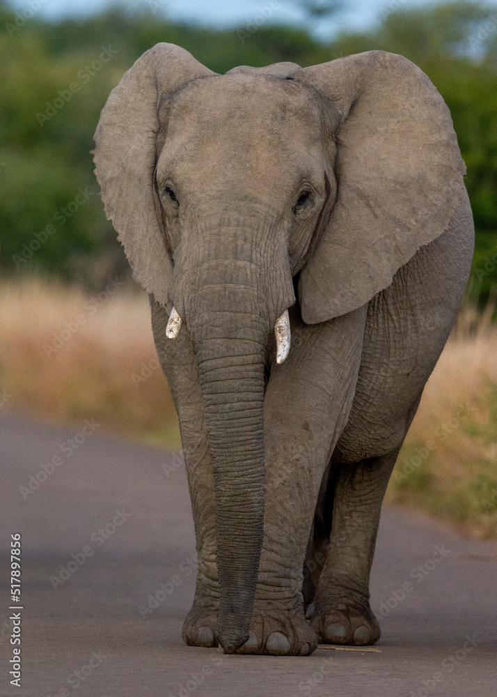 Obraz premium African Elephant ( Loxodonta africana) Pilanesberg Nature Reserve, South Africa