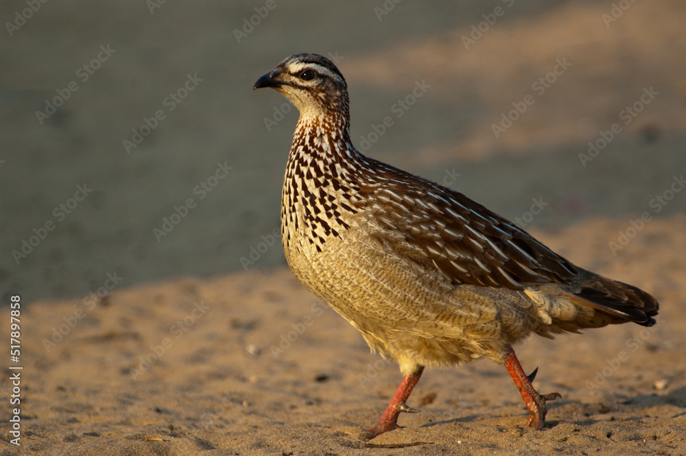 Crested Francolin ( Dendroperdix sephaena) Pilanesberg Nature Reserve, South Africa Crested Francolin ( Dendroperdix sephaena) Pilanesberg Nature Reserve, South Africa
