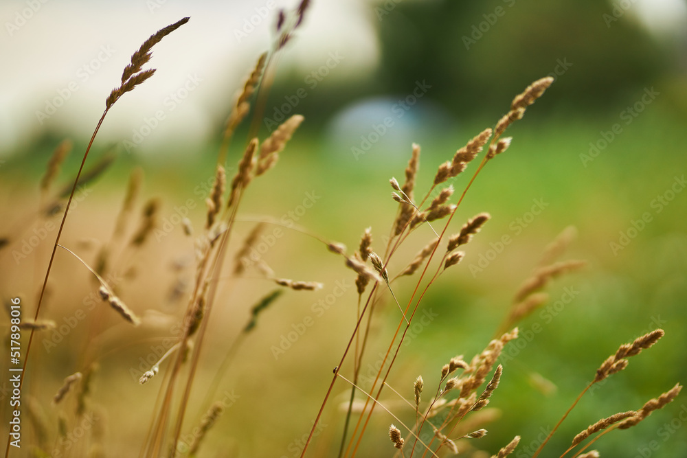 spikelets of dry grass close-up