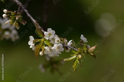 Kirschblüten