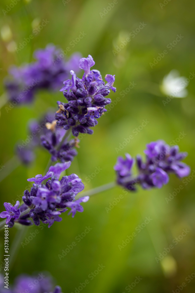 close up of lavender close up of lavender