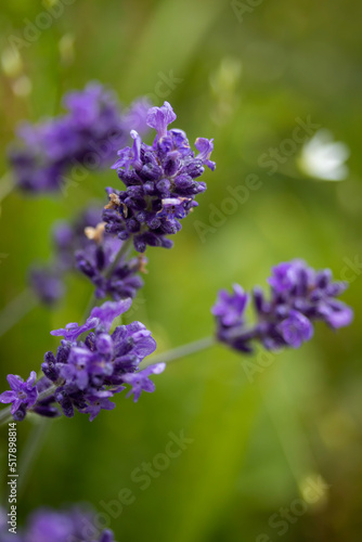 close up of lavender