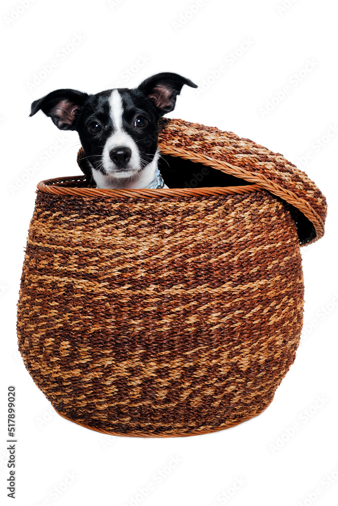 Obraz premium Happy Rat terrier puppy dog is playing in a basket, taken on a white background
