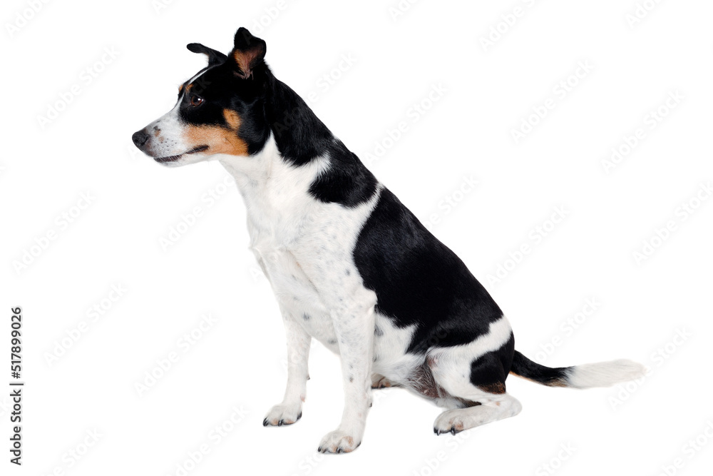 Happy Rat terrier puppy dog is sitting on a white background Happy Rat terrier puppy dog is sitting on a white background
