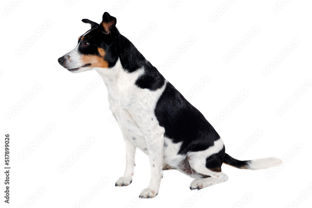 Happy Rat terrier puppy dog is sitting on a white background