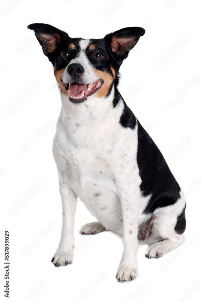 Happy Rat terrier puppy dog is sitting on a white background