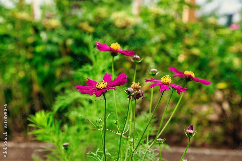 Rote Gartenblumen