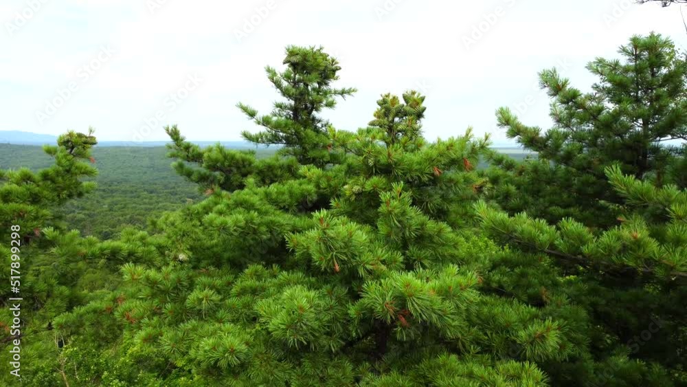 The crown of a cedar with green cones. The drone flies away from the tree. Filmed in cloudy weather on the Snake Hill in the Khekhtsir Nature Reserve in the Far East of Russia. The crown of a cedar with green cones. The drone flies away from the tree. Filmed in cloudy weather on the Snake Hill in the Khekhtsir Nature Reserve in the Far East of Russia.