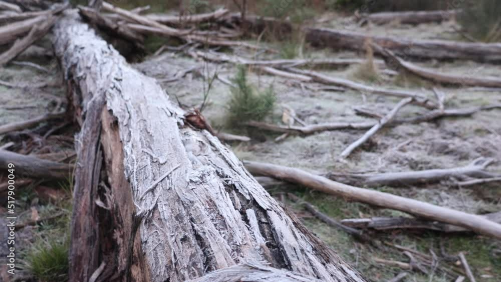 Frost covering a fallen gum tree in winter in Australias high country. Frost covering a fallen gum tree in winter in Australias high country.