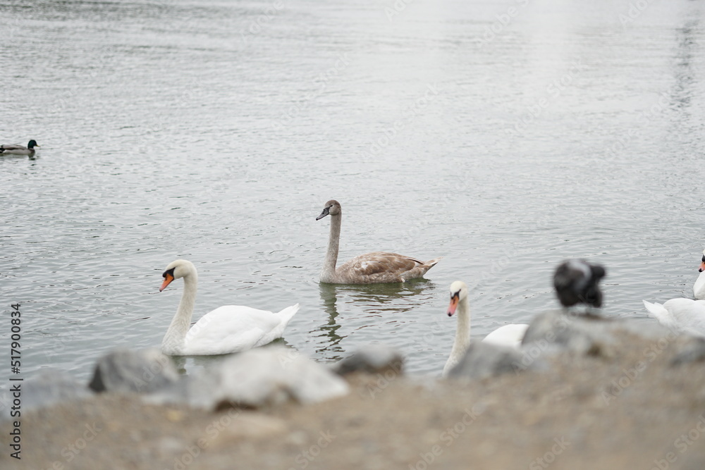 Obraz premium Schwäne auf der Donau