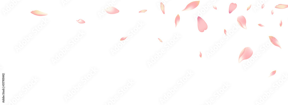 Color Flower Petal Vector White Background.