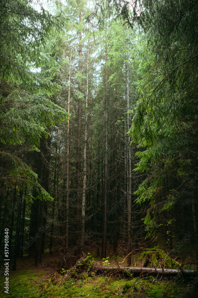 Fototapeta premium Photograph of fir tree forest and green moss. Carpathian mountains, Ukraine.
