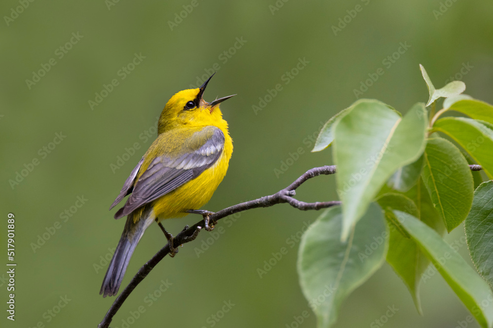 Male Blue-winged Warbler singing from a tree branch Male Blue-winged Warbler singing from a tree branch