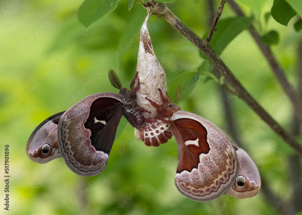 Cecropia Moths mating after the female emerges from her cocoon Stock