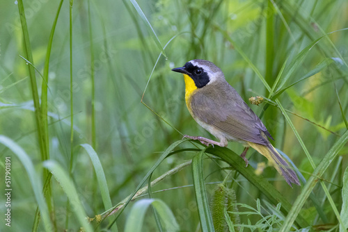 Male Common Yellowthroat - Pinery Provincial Park, Ontario, Canada
