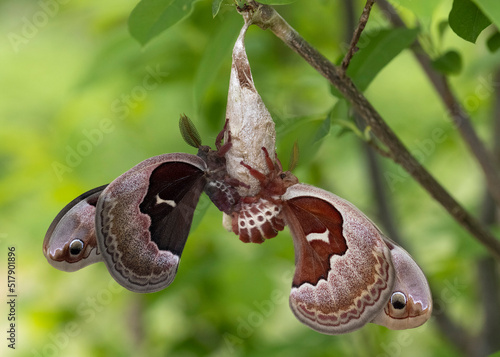 Cecropia Moths mating after the female emerges from her cocoon