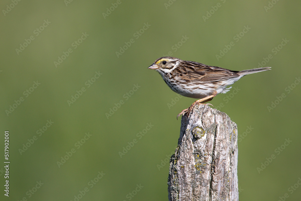Fototapeta premium Savannah Sparrow perched on a fence post