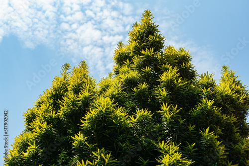 w Taxus baccata Fastigiata Aurea (English yew, European yew) new bright green with yellow stripes foliage against blue sky as natural background. Selective focus. Nature concept for design photo