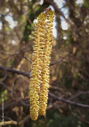 Oak Tree Catkins Hanging from a Tree, County Wicklow