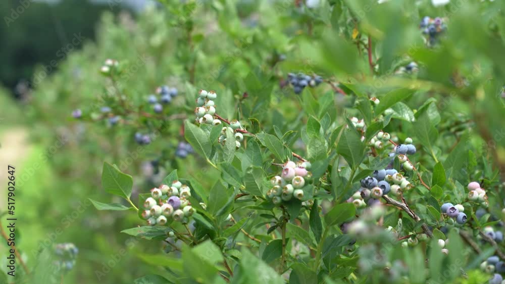Large field of blueberries. Blueberry bushes outside the forest. Blueberry berry plantation. Large field of blueberries. Blueberry bushes outside the forest. Blueberry berry plantation.