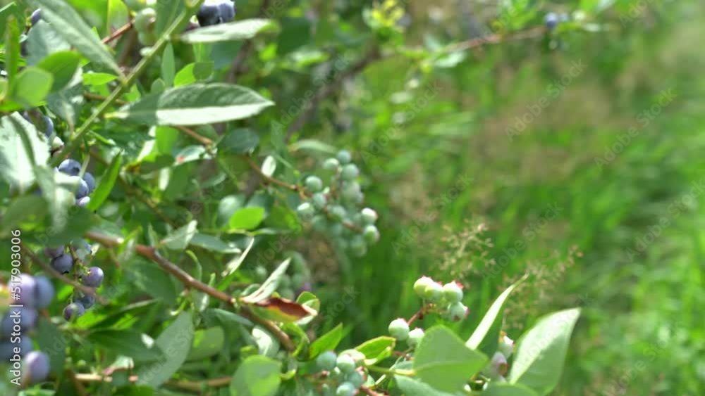 Large field of blueberries. Blueberry bushes outside the forest. Blueberry berry plantation. Large field of blueberries. Blueberry bushes outside the forest. Blueberry berry plantation.