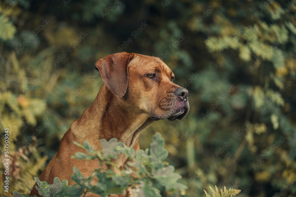 Elegant Rhodesian Ridgeback dog  sitting outside looking to the right