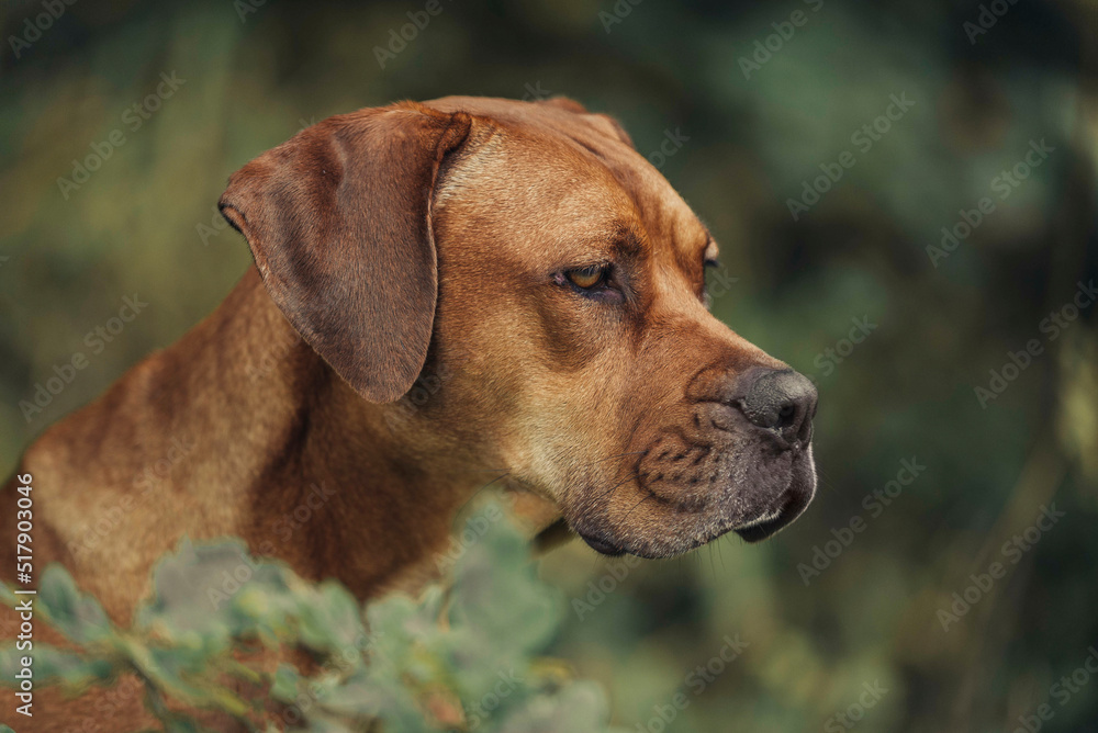 Elegant closeup portrait of Rhodesian Ridgeback dog sitting outside looking to the right