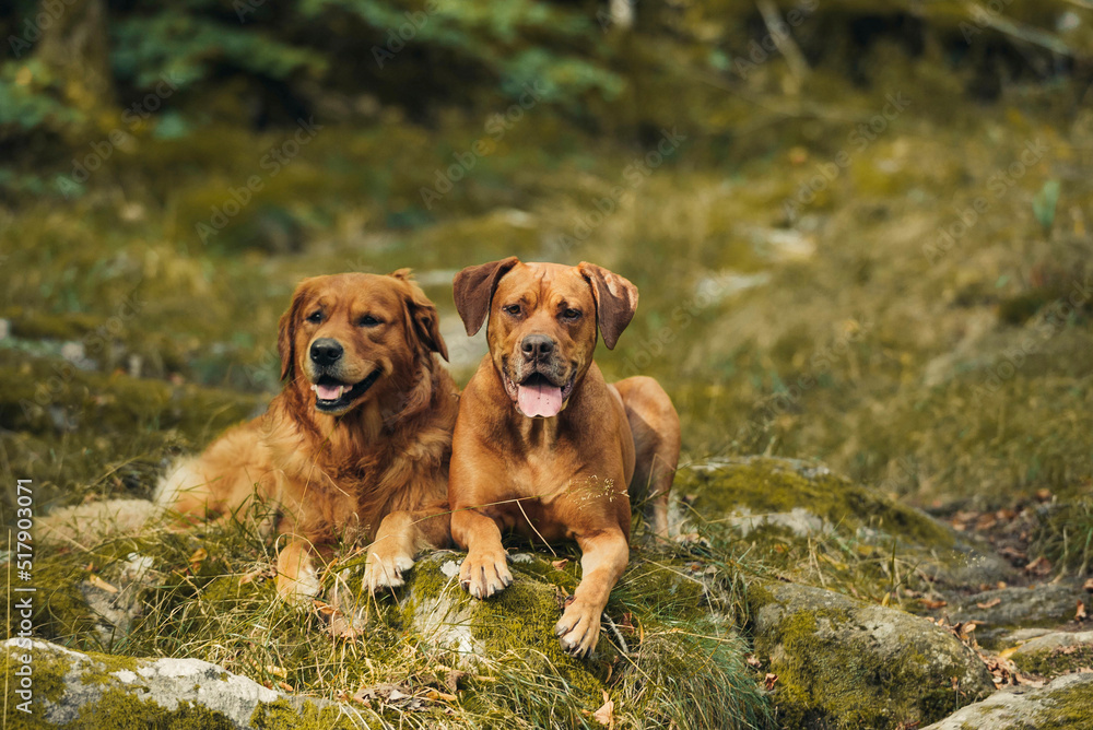 Golden retriver with best friend in the forest chilling on a stone. Golden retriver with best friend in the forest chilling on a stone.
