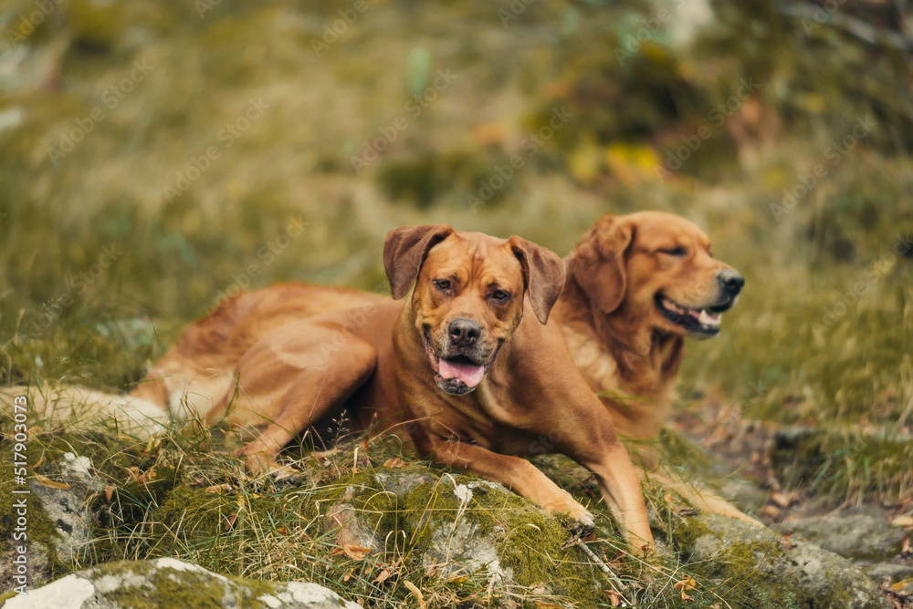 Golden retriver with best friend in the forest chilling on a stone. Golden retriver with best friend in the forest chilling on a stone.