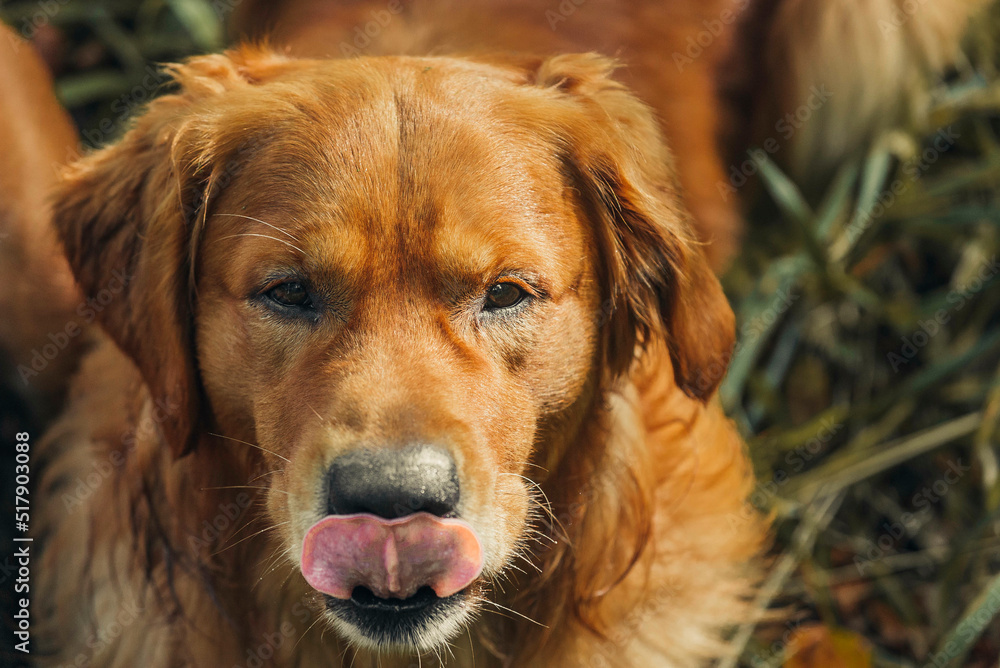 Golden retriver dog portrait licking his nose