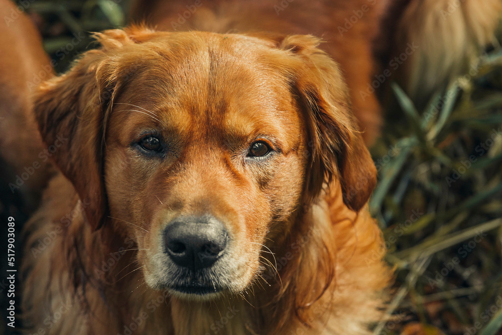Portrait of Golden retriver laying in the grass Portrait of Golden retriver laying in the grass